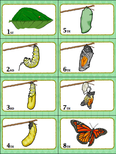 Have a blast learning the butterfly life cycle with this fun butterfly life cycle sequencing card game. Your students will love this!