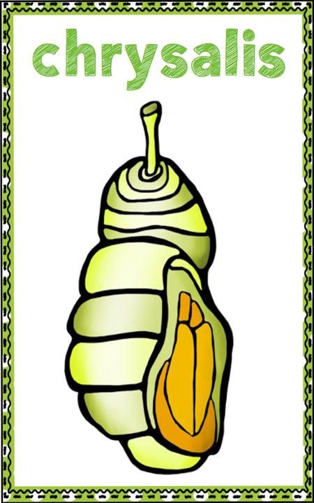 Butterfly Life Cycle Write the Room