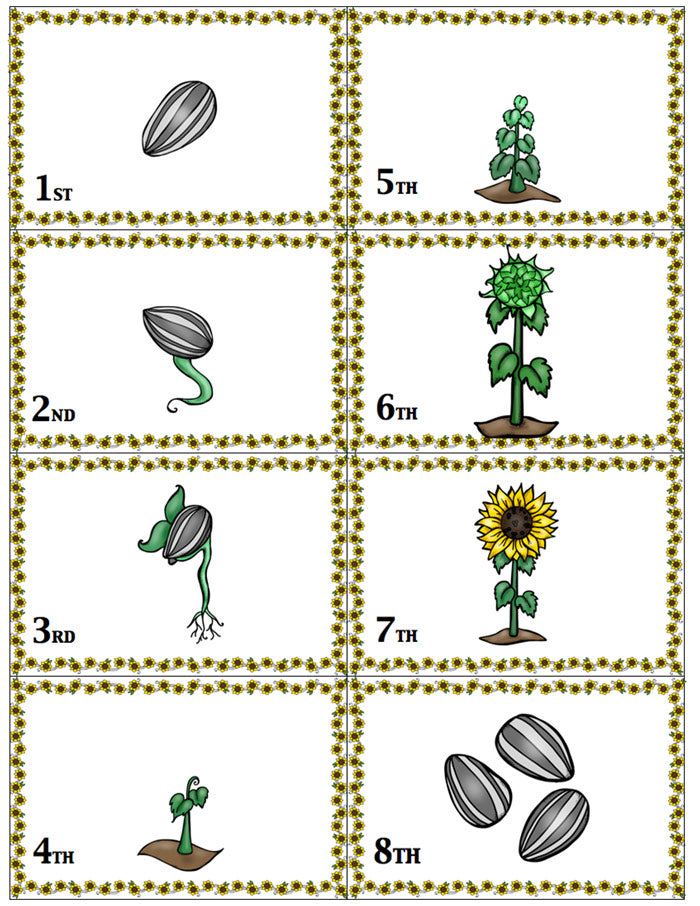 This sunflower life cycle sequencing game is so much fun!! Kids play to see who is further along in the stages of the sunflower life cycle. Great for a life cycle unit or for fall!